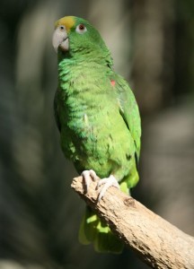 Желтолобый амазон, или суринамский амазон (Amazona ochrocephala) Желтолобый амазон, или суринамский амазон (Amazona ochrocephala)