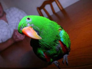 Попугай Кузя предотвратил ограбление дома в Лондоне