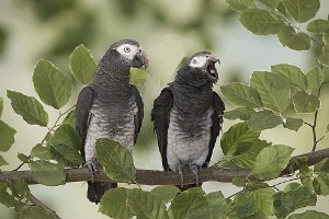 Бурохвостый жако (Psittacus erithacus timneh) Бурохвостый жако (Psittacus erithacus timneh)