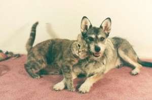 Джинни – собака, которая спасала кошек