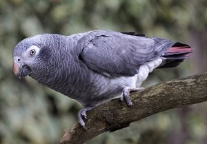 Бурохвостый жако (Psittacus erithacus timneh) Бурохвостый жако (Psittacus erithacus timneh)