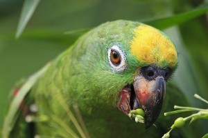 Желтолобый амазон, или суринамский амазон (Amazona ochrocephala) Желтолобый амазон, или суринамский амазон (Amazona ochrocephala)