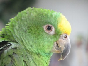 Желтолобый амазон, или суринамский амазон (Amazona ochrocephala) Желтолобый амазон, или суринамский амазон (Amazona ochrocephala)
