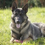 Собака помогла вернуть украденные вещи Собака помогла вернуть украденные вещи