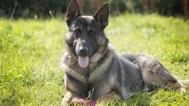 Собака помогла вернуть украденные вещи