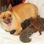 Собаки усыновляют котят Собаки усыновляют котят