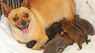 Собаки усыновляют котят