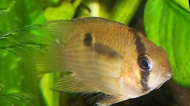 Акара Марони (Cleithracara maronii, Aequidens maronii)