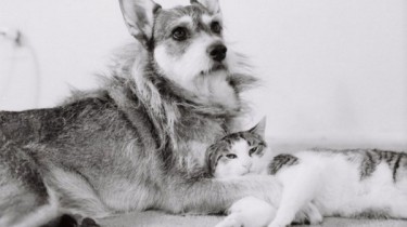 Джинни – собака, которая спасала кошек