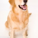 Собаки выявляют рак на ранних стадиях Собаки выявляют рак на ранних стадиях