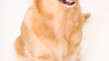 Собаки выявляют рак на ранних стадиях