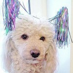 Собака прошла двести километров, чтобы найти бросивших ее хозяев Собака прошла двести километров, чтобы найти бросивших ее хозяев