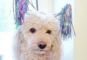 Собака прошла двести километров, чтобы найти бросивших ее хозяев