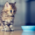 Кормление кошек. Составляем правильный рацион Кормление кошек. Составляем правильный рацион