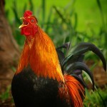 Почему кукарекает петух? Почему кукарекает петух?