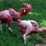 Животные родом из научных лабораторий Животные родом из научных лабораторий