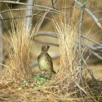 Необычные гнезда птиц Необычные гнезда птиц