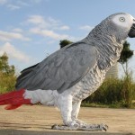 Попугаи жако не только могут работать в команде, но и выбирают коллег Попугаи жако не только могут работать в команде, но и выбирают коллег