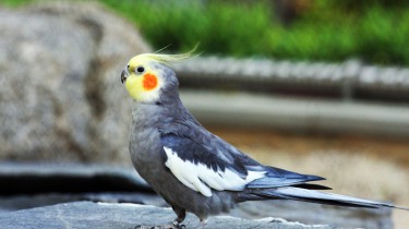 Описание и классификация попугая Корелла (нимфовый попугай)