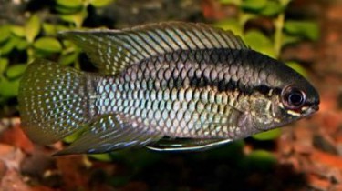 Акара круглоголовая, или акара курвицепс (Laetacara curviceps, Aequidens curviceps)