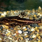 Акантодорас шоколадный (Acanthodoras cataphractus) Акантодорас шоколадный (Acanthodoras cataphractus)