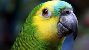 Синелобый амазон (Amazona aestiva)