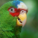 Белолобый амазон (Amazona albifrons) Белолобый амазон (Amazona albifrons)