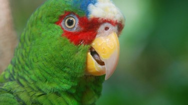 Белолобый амазон (Amazona albifrons)