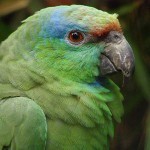 Праздничный амазон (Amazona festiva) Праздничный амазон (Amazona festiva)