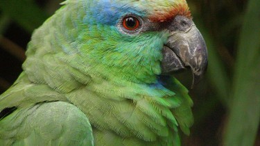 Праздничный амазон (Amazona festiva)