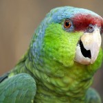 Синешапочный амазон (Amazona finschi) Синешапочный амазон (Amazona finschi)