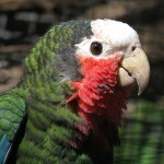 Кубинский амазон, или белоголовый амазон (Amazona leucocephala) Кубинский амазон, или белоголовый амазон (Amazona leucocephala)