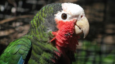 Кубинский амазон, или белоголовый амазон (Amazona leucocephala)