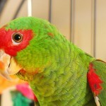 Роскошный амазон (Amazona pretrei) Роскошный амазон (Amazona pretrei)