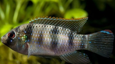 Аномалохромис Томаса (Anomalochromis thomasi)
