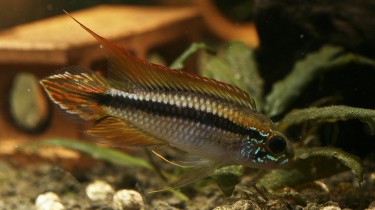 Апистограмма Агассиза или Апистограмма Факельная (Apistogramma agassizi)