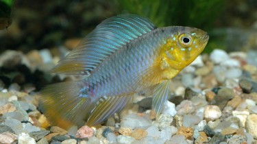 Апистограмма Борелла (Apistogramma borellii)