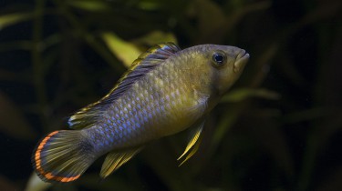Апистограмма-панда Нийссена (Apistogramma nijsseni)