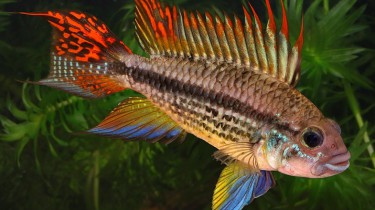 Апистограмма какаду (Apistogramma cacatuoides)