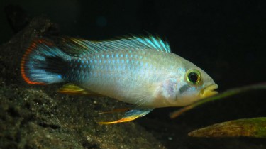 Apistogramma