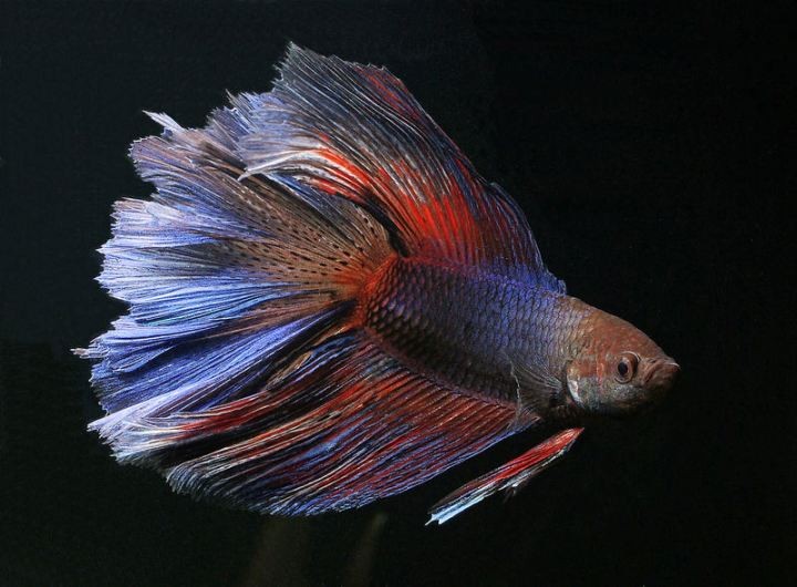 Betta Bojcovaya Obyknovennaya Betta Splendens Ili Petushok Labirintovye Anabantoidei Ptichka Net Domashnie Pitomcy