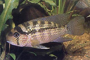 Акара Мэри, веерохвостая акара (Bujurquina mariae, Aequidens mariae)
