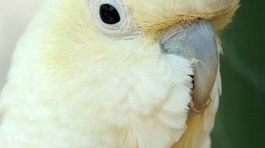 Филиппинский какаду (Cacatua haematuropygia, Kakatoe haematuropygia)