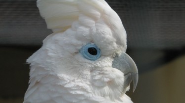 Соломонский какаду (Cacatua ducorpsii, Plyctolophus ducrops)