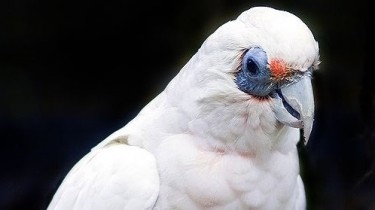 Тонкоклювый какаду, или западная носатая корелла (Cacatua pastinator)