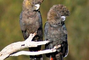 Буроголовый траурный какаду (Calyptorhynchus lathami)