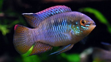 Акара курвицепс или Летакара курвицепс (Laetacara curviceps)