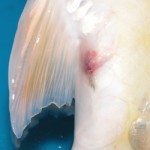 Лернеоз (Lernea). Симптомы. Лечение Лернеоз (Lernea). Симптомы. Лечение