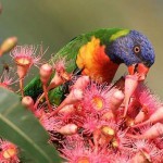 Дарвин - город пьяных попугаев Дарвин - город пьяных попугаев