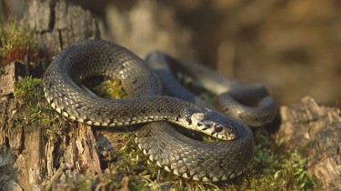 Обыкновенный уж (Natrix natrix)